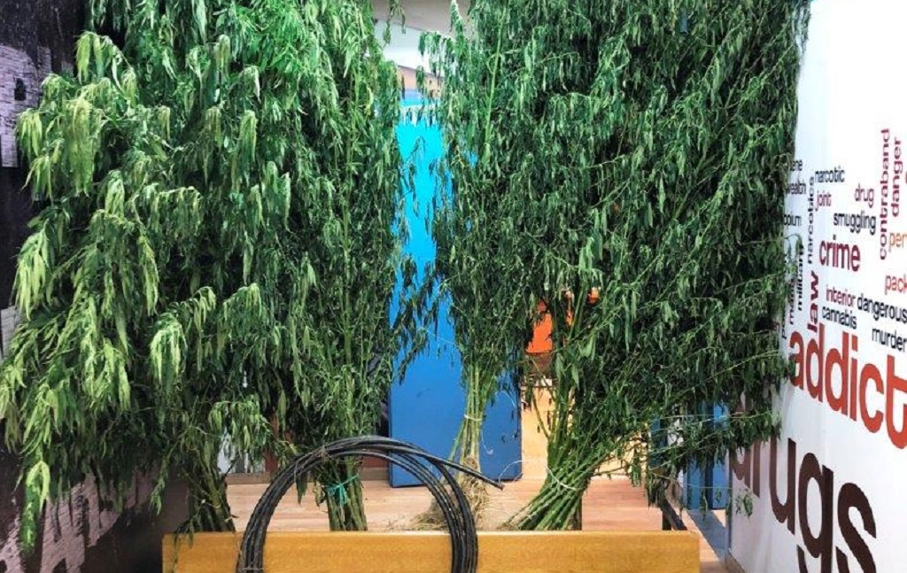 Είχαν περικυκλώσει την Αττική με χασισοφυτείες