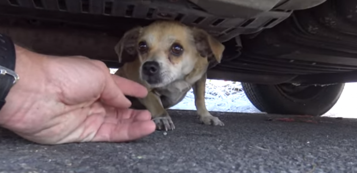 ΗΠΑ: Συγκινητικό βίντεο – Η στιγμή της επανασύνδεσης σκυλιού με τον ιδιοκτήτη του