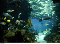 Λισαβόνα: Το δεύτερο μεγαλύτερο ενυδρείο στον κόσμο είναι απλά μοναδικό (pics)