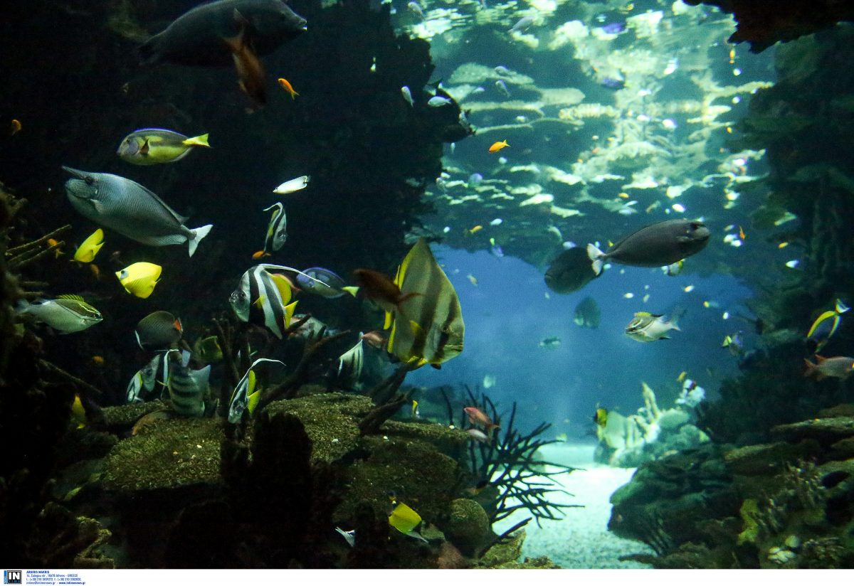 Λισαβόνα: Το δεύτερο μεγαλύτερο ενυδρείο στον κόσμο είναι απλά μοναδικό (pics)