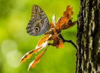 ΗΠΑ: Έκλεψαν έντομα μεγάλης αξίας από το Μουσείο Επιστήμης