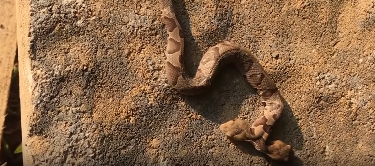 ΗΠΑ: Βγήκε στην αυλή του και είδε οχιά με δύο κεφάλια (vid)