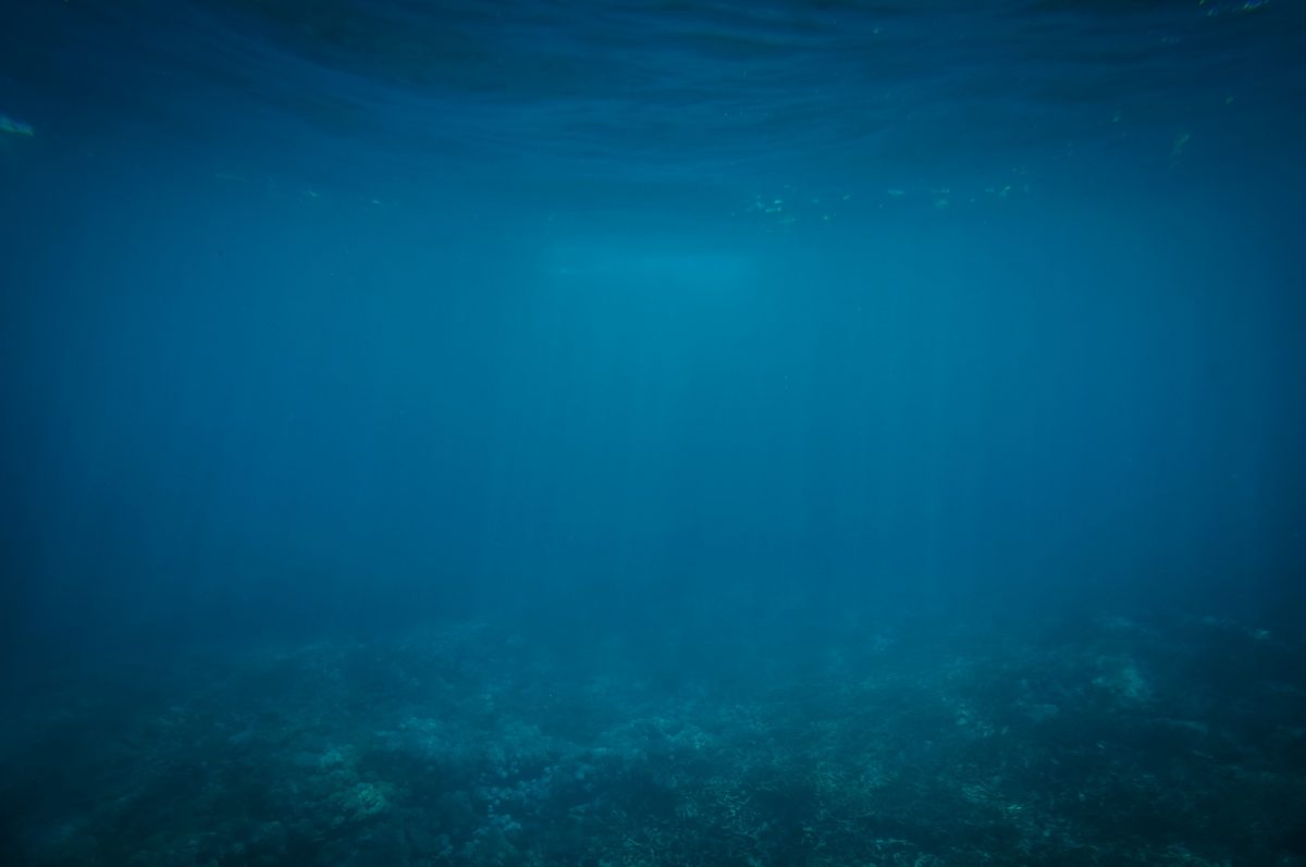 Χέλι στον Ειρηνικό αλλάζει μορφή μπροστά στην κάμερα [vid]