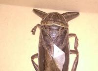 Λαμία: Τι ήταν τελικά το γιγάντιο σαρκοφάγο έντομο έξω από το δημαρχείο;