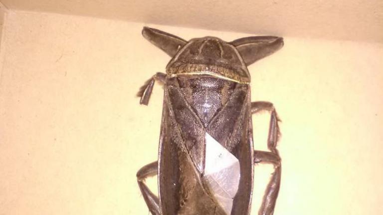 Λαμία: Τι ήταν τελικά το γιγάντιο σαρκοφάγο έντομο έξω από το δημαρχείο;