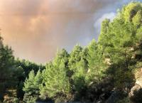 Φωτιά τώρα: Μαίνεται ανεξέλεγκτη η δασική πυρκαγιά στη Σιθωνία Χαλκιδικής
