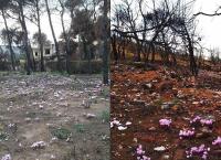 Μάτι: Πάνω στα καμμένα φυτρώνουν χιλιάδες κυκλάμινα (pics)