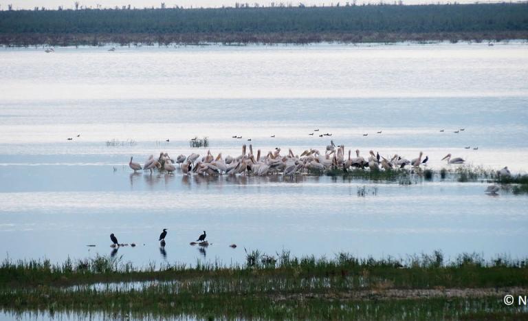 Περιφέρεια Θεσσαλίας: Βραβεύτηκε για την ανασύσταση της Λίμνης Κάρλα