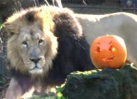 Halloween: Τα ζώα  στον ζωολογικό κήπο του Λονδίνου γιορτάζουν το Χάλογουιν (vid)