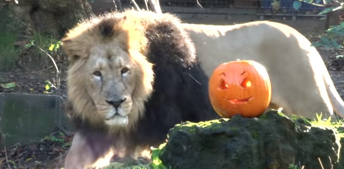 Halloween: Τα ζώα  στον ζωολογικό κήπο του Λονδίνου γιορτάζουν το Χάλογουιν (vid)