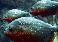 Σαρκοβόρο ψάρι απολίθωμα: Ανακαλύφθηκε το πρώτο σαρκοβόρο ψάρι με σκελετό από κόκαλα