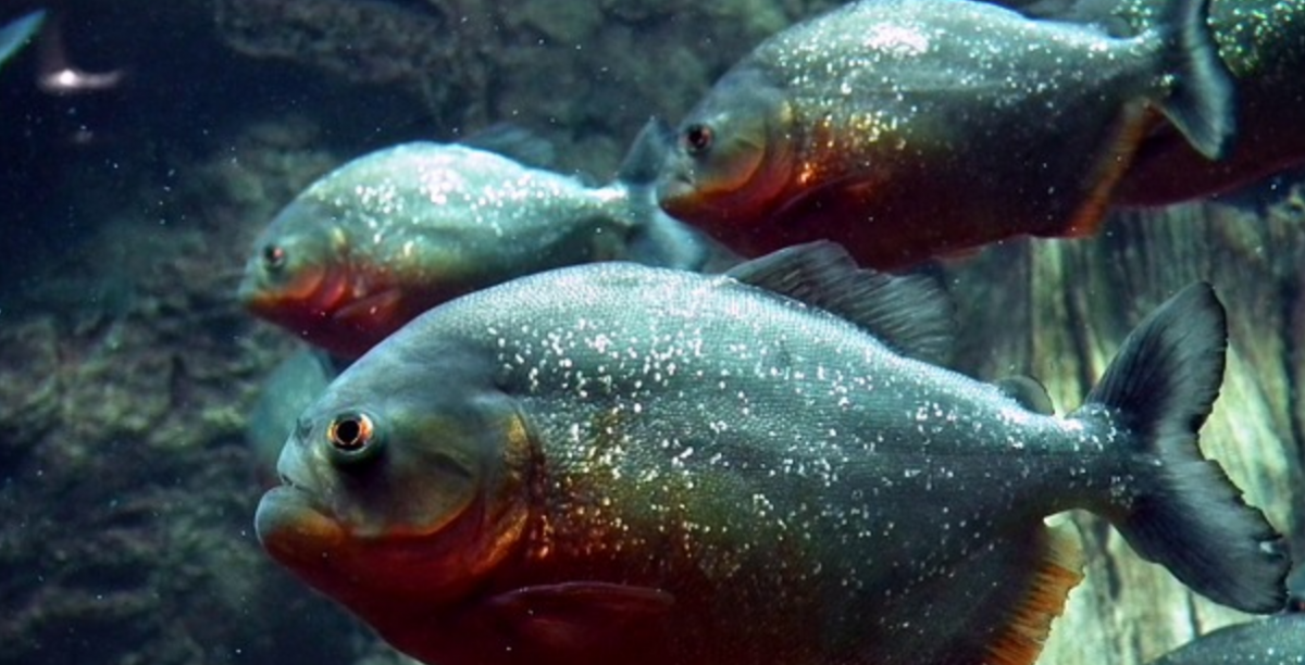 Σαρκοβόρο ψάρι απολίθωμα: Ανακαλύφθηκε το πρώτο σαρκοβόρο ψάρι με σκελετό από κόκαλα