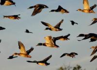 13 Οκτωβρίου: Παγκόσμια Ημέρα για τα Μεταναστευτικά Πουλιά