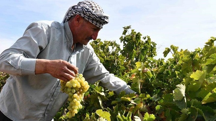 Συρία: Παρά τον πόλεμο οι αγρότες συνεχίζουν να φτιάχνουν το παραδοσιακό πετιμέζι από σταφύλια