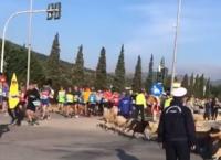 Μαραθώνιος 2018: Τσοπάνης και πρόβατα τρέχουν μαζί με τους αθλητές (vid)
