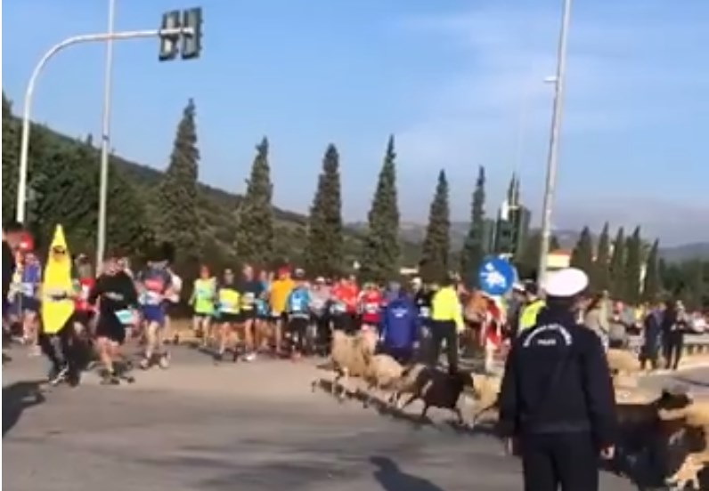 Μαραθώνιος 2018: Τσοπάνης και πρόβατα τρέχουν μαζί με τους αθλητές (vid)