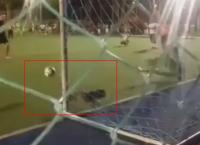 Σκύλος μπήκε σε γήπεδο και απέκρουσε πέναλτι (vid)