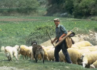 Βοσκός Φθιώτιδα: Πυροβόλησε ιερόδουλη γιατί διαφώνησαν στην τιμή