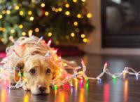 Χριστούγεννα 2018: Το viral βίντεο των εορτών –  Σκύλος στολίζει μόνος του το δέντρο (vid)