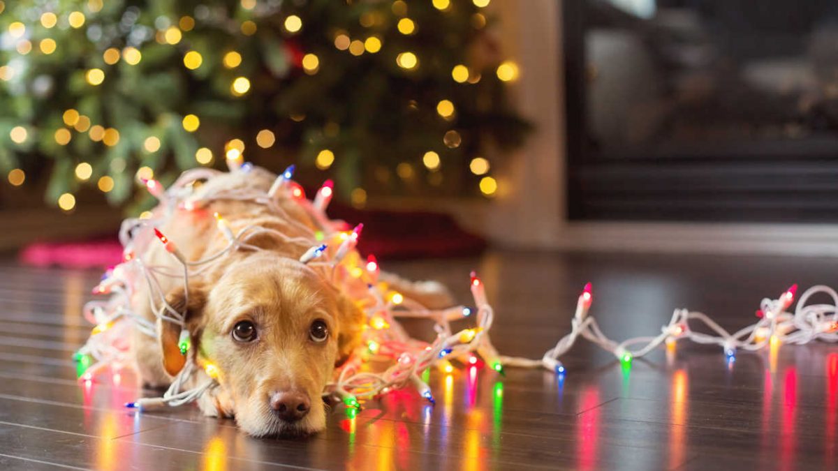 Χριστούγεννα 2018: Το viral βίντεο των εορτών –  Σκύλος στολίζει μόνος του το δέντρο (vid)