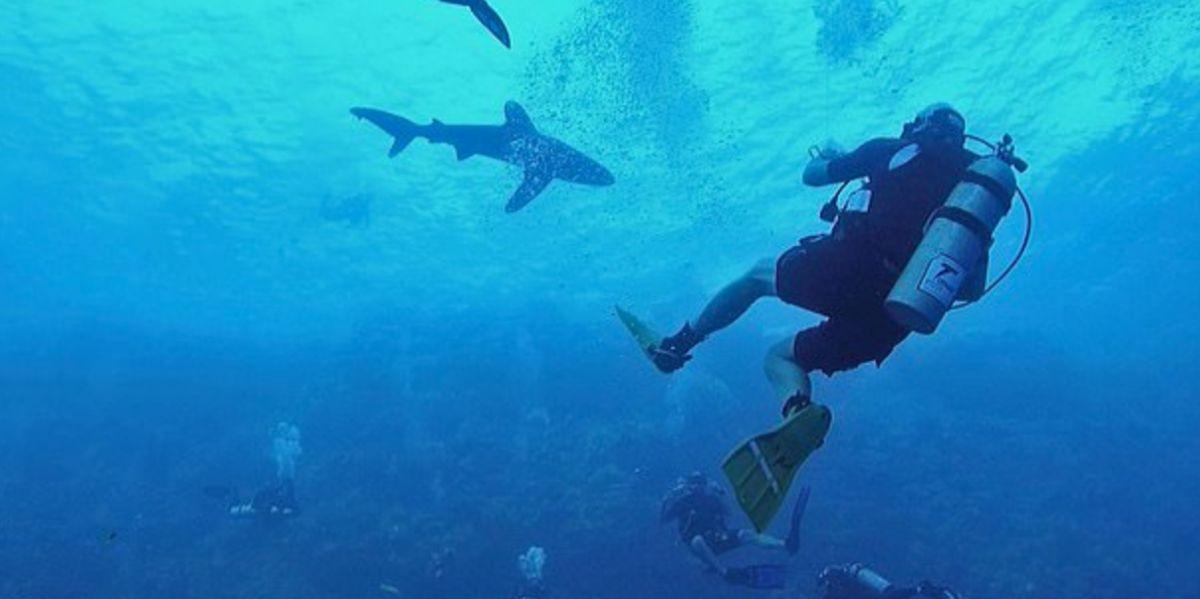 Η στιγμή που καρχαρίας επιτίθεται σε δύτη (pics)