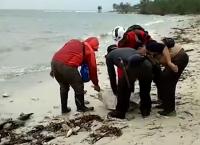 Τσουνάμι στην Ινδονησία: Εθελοντές διέσωσαν δεκάδες θαλάσσιες χελώνες που είχαν ξεβραστεί στη στεριά