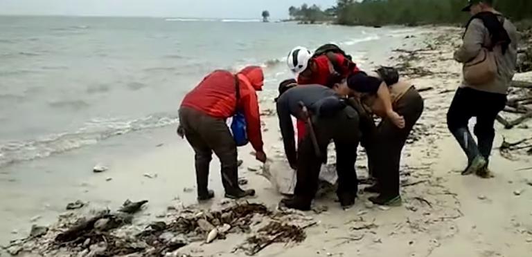 Τσουνάμι στην Ινδονησία: Εθελοντές διέσωσαν δεκάδες θαλάσσιες χελώνες που είχαν ξεβραστεί στη στεριά
