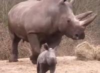 Μικρός ρινόκερος κάνει τα πρώτα του βήματα (vid)