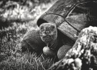 Μυστικά μακροζωίας: H γιγάντια χελώνα “Τζορτζ” βοηθά τους επιστήμονες