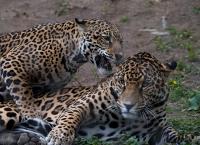 Αττικό Ζωολογικό Πάρκο: Η Ευρωπαϊκή Ένωση Zωολογικών Πάρκων απαντά για το περιστατικό με τα τζάγκουαρ