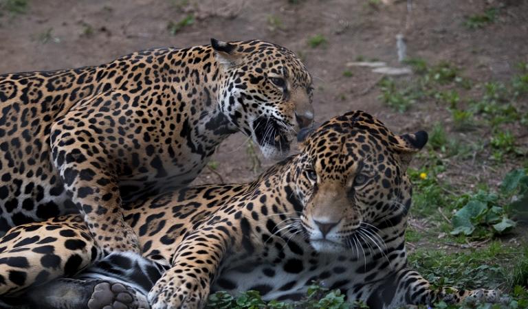 Αττικό Ζωολογικό Πάρκο: Η Ευρωπαϊκή Ένωση Zωολογικών Πάρκων απαντά για το περιστατικό με τα τζάγκουαρ