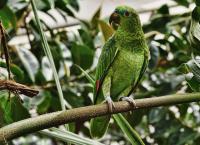 Παπαγάλοι στην Αθήνα: Γιατί γέμισαν τα πάρκα με “πουλιά – εισβολείς”;