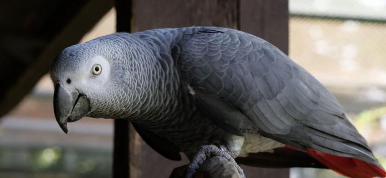 Amazon: Παπαγάλος παραγγέλνει φράουλες μέσω του ψηφιακού βοηθού Alexa