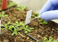 Γενετικά τροποποιημένο φυτό εσωτερικού χώρου καθαρίζει τον αέρα από καρκινογόνες χημικές ουσίες