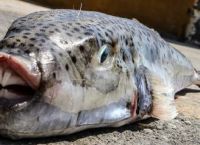 Κρήτη: Ψάρι καταβροχθίζει κουτάκι μπύρας – Σε απόγνωση οι ψαράδες (vids)