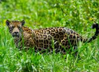 Αττικό Ζωολογικό Πάρκο: Χαμός στα social media για τους ιαγουάρους