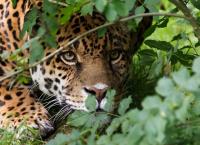 Αττικό Ζωολογικό Πάρκο: Ο Ζαν Ζακ Λεσουέρ περιγράφει πώς δραπέτευσαν τα τζάγκουαρ (vid)