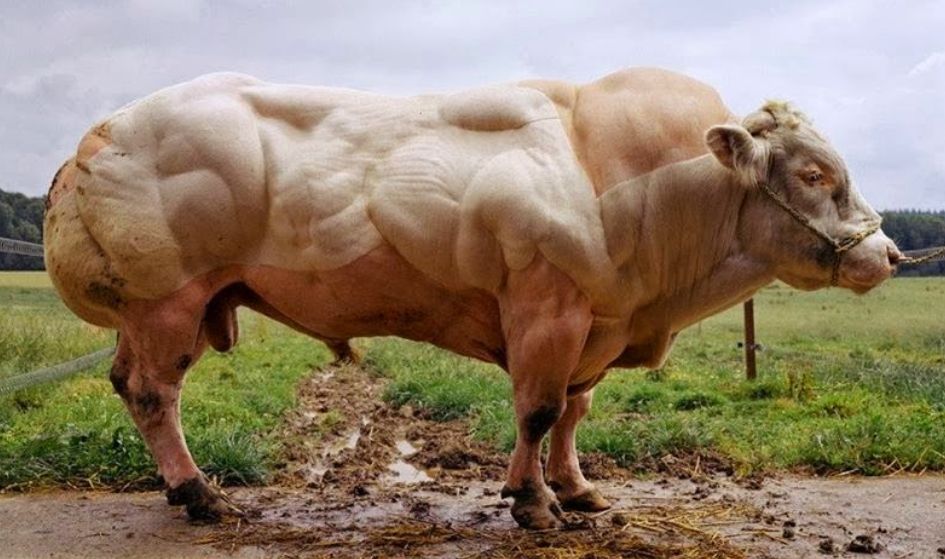 Μεταλλαγμένες αγελάδες: Αποκρουστικό θέαμα σε ένα βίντεο ενός λεπτού