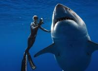 Τολμηροί δύτες κολύμπησαν δίπλα σε γιγαντιαίο μεγάλο λευκό καρχαρία – Που έγινε αυτό (vid)