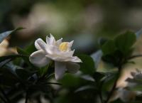 Στην Ελλάδα η δεύτερη μεγαλύτερη παραγωγή γαρδένιας στην Ευρώπη