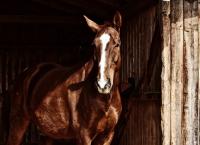 Αυστραλία: Εφημερίδα ανακηρύσσει ένα άλογο “Αυστραλό της χρονιάς”
