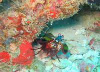 Αυτά είναι τα 5 πιο παράξενα ζώα του πλανήτη (pics)