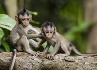 Κλωνοποίηση ζώων: Επιστήμονες κλωνοποίησαν γενετικά τροποποιημένες μαϊμούδες