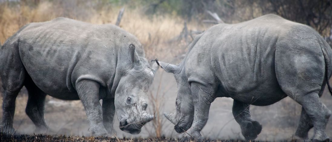 Νότια Αφρική: Μάχη ρινόκερων μπροστά στην κάμερα (vid)