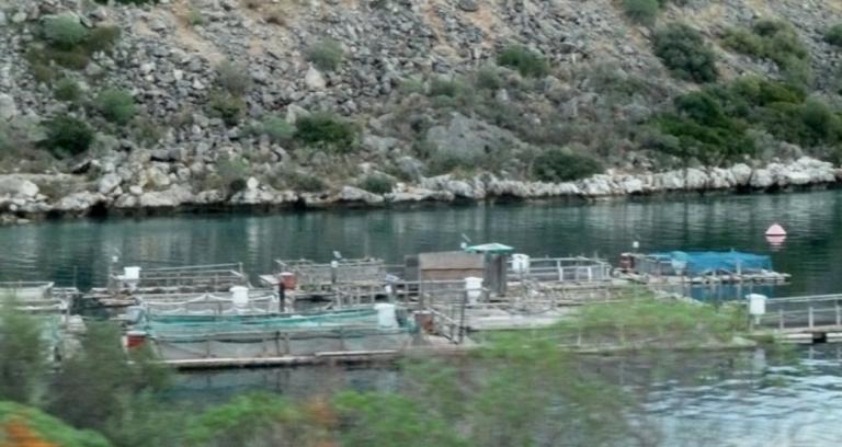Σαλαμίνα: Απορρίφθηκε η μετατόπιση και επέκταση της ιχθυοκαλλιέργειας του όρμου «Βαθύ»