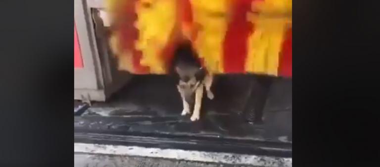 Επικό βίντεο: Σκυλί περιμένει να πλυθεί σε πλυντήριο αυτοκινήτων και γίνεται viral