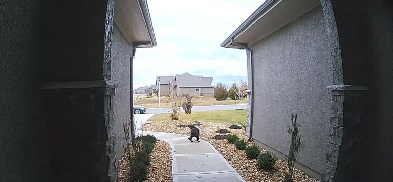 Viral: Ελάφι υπερπηδά τον σκύλο – εμπόδιο που βρέθηκε στο διάβα του (vid)