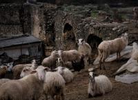 Πρόβατα ηλεκτρονικός πλειστηριασμός: Στο σφυρί για χρέη του ιδιοκτήτη τους