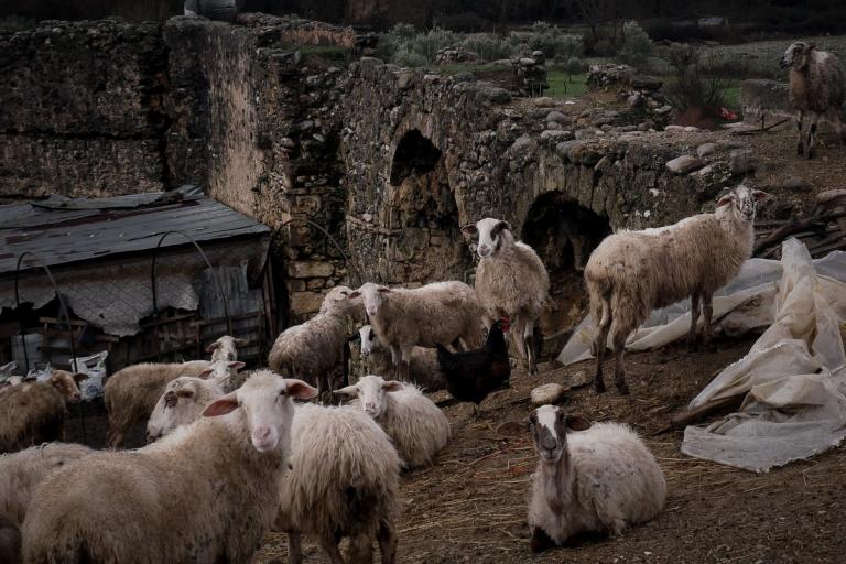 Πρόβατα ηλεκτρονικός πλειστηριασμός: Στο σφυρί για χρέη του ιδιοκτήτη τους