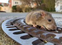 Γερμανία: Πυροσβέστες έσωσαν έναν… χοντρουλή αρουραίο από φρεάτιο (vid)